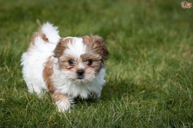 View Image 1 for Cute and Adorable Shih Tzu Puppies for Adoption