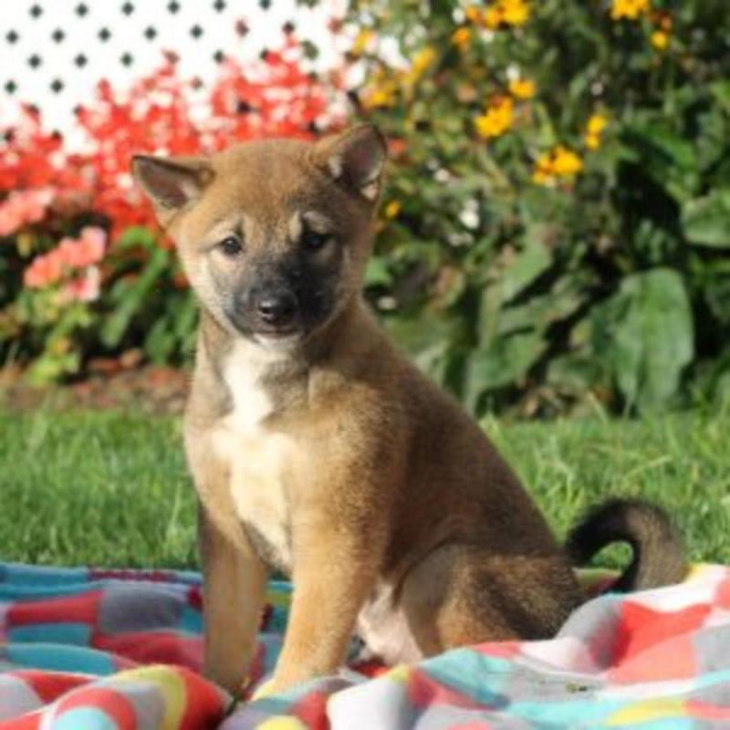 Family raised shiba inu puppies for adoption Image eClassifieds4u