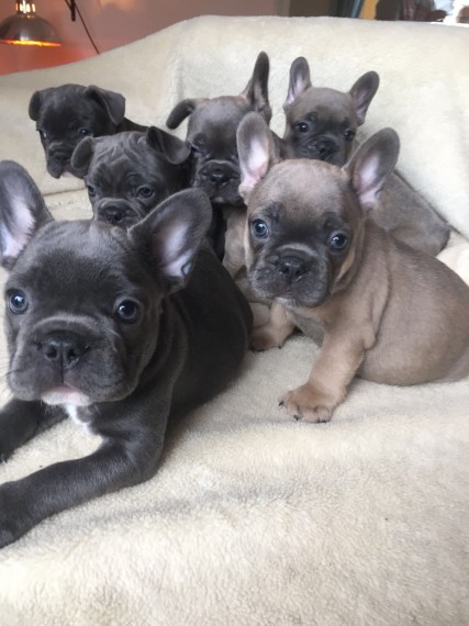 French Bulldog Puppies Image eClassifieds4u