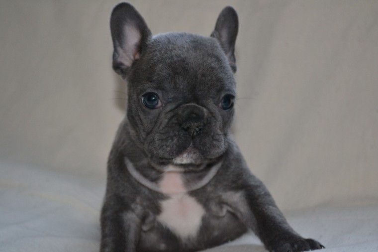 French Bulldog Puppies Image eClassifieds4u