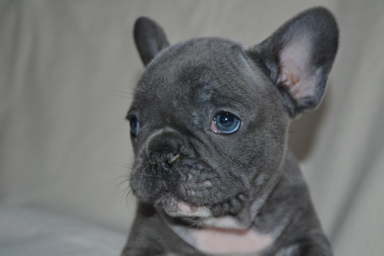 French Bulldog Puppies Image eClassifieds4u