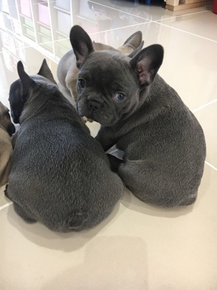 French Bulldog Puppies Image eClassifieds4u