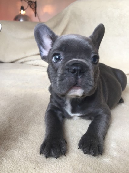 French Bulldog Puppies Image eClassifieds4u