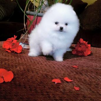 Healthy Home raised Pomeranian pups available Image eClassifieds4u