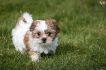 Cute and Adorable Shih Tzu Puppies for Adoption. Image eClassifieds4U
