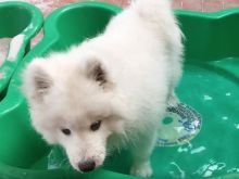 Beautiful Samoyed Puppies Image eClassifieds4U