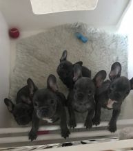 French Bulldog Puppies Image eClassifieds4u 1