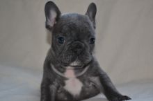 French Bulldog Puppies Image eClassifieds4u 2