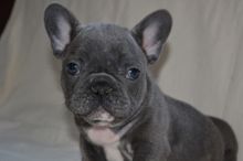 French Bulldog Puppies Image eClassifieds4u 1