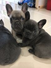 French Bulldog Puppies Image eClassifieds4u 2