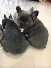 French Bulldog Puppies Image eClassifieds4u 1