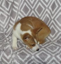 Priceless Pembroke Welsh Corgi Puppy For Adoption text me @ (782)-820-3173 Image eClassifieds4U