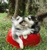 Pure Bred Full Pedigree Siberian Husky Pups Image eClassifieds4U