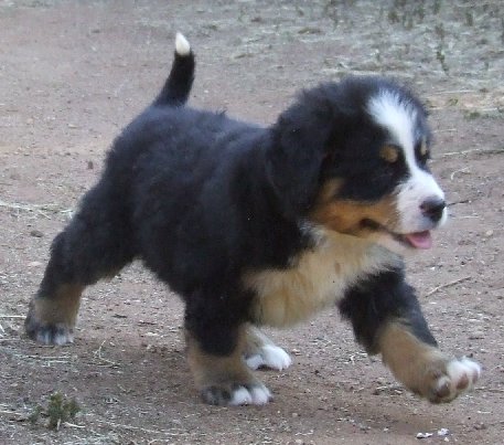 Male and female Bernese Mountain dog puppies for adoption. Image eClassifieds4u
