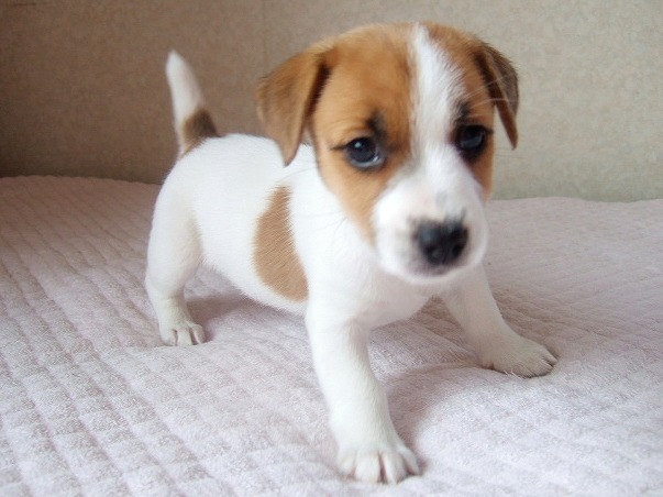 Pure Jack Russell Pups. Image eClassifieds4u
