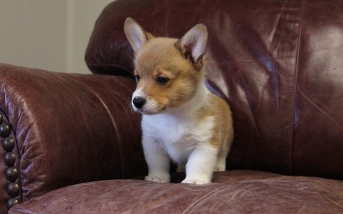 Two Pembroke Welsh Corgi Puppies Needs a New Family text me @ (782)-820-3173 Image eClassifieds4u