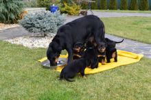 (black & tan) Beauceron puppies Available