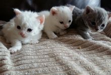 Cute Munchkin and Ragdoll Kittens Available