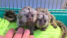 Exceptional Marmoset and Capuchin monkeys Available