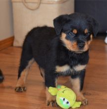 12 weeks old Rottweiler Puppies for Adoption