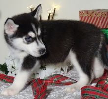 Adorable Blue Eyed Siberian Husky Puppies For free