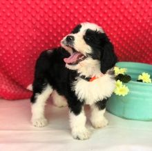 AKC quality Bernedoodle Puppy for free adoption!!!