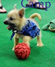 Amazing Cairn Terrier puppies!