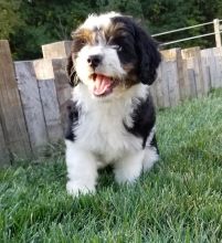 Aussiedoodle Puppies