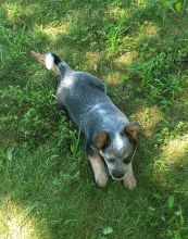Australian Cattle Puppies for free
