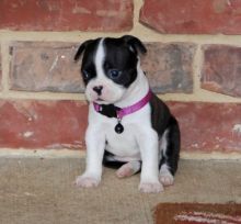 Beautiful Black brindle and white Boston Terrier Puppies