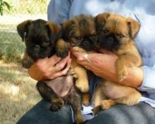 Cute Brussels Griffon puppies ready,