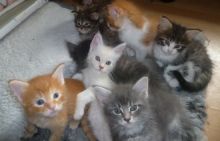 Excellent Maine Coon and Scottish fold Kittens Available