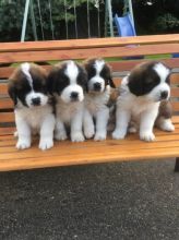 Full breed Beautiful Saint Bernard Pups available