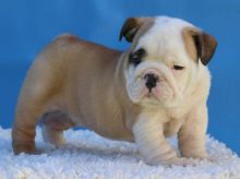 Home Trained English Bulldog Puppies Available