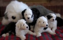 Honorable old english sheepdog puppies Available