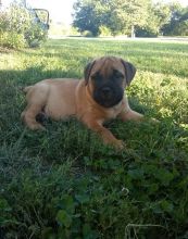 Lovely AKC Bullmastiff Puppies for free