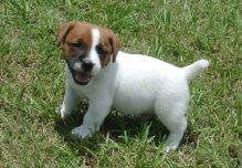 Magnificent Jack Russell