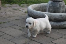 Male and Female Golden Retriever Puppies Available