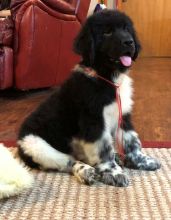 Newfoundland Puppies For free adoption