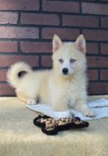 Pomsky Puppies Available