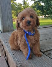 Purebred Poodle Puppies