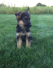 Quality German Shepherd puppies