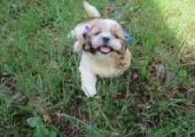 Shih Tzu Puppies for Re-homing