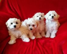 Stunning White Maltipoo Puppies