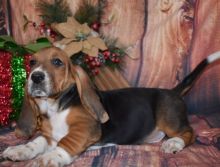 Wow!! Charming and Healthy Male and Female Basset Hound puppies for free adoption.
