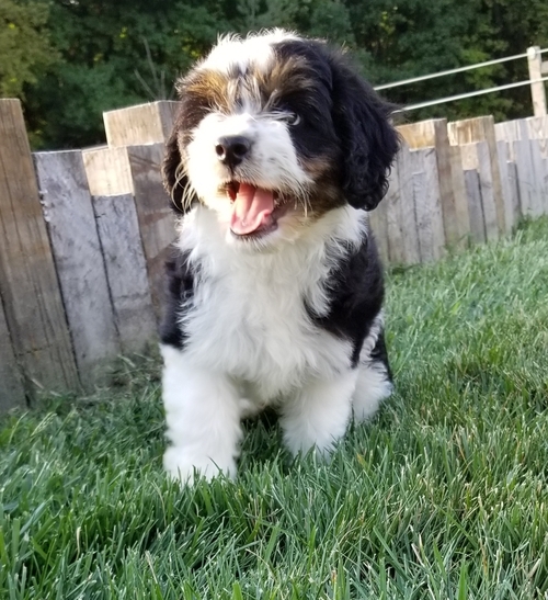 Aussiedoodle Puppies Image eClassifieds4u