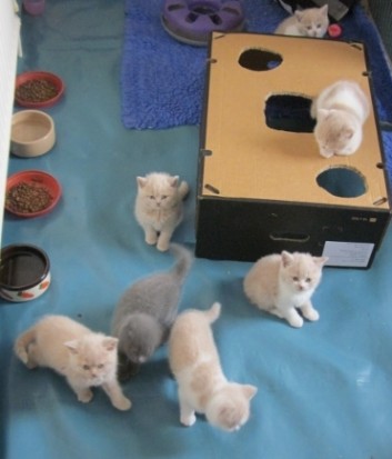 Beautiful British Short Kittens Available Image eClassifieds4u
