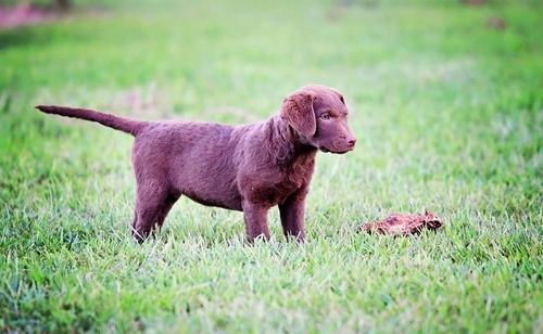 Chesapeake Bay Retriever Puppies Available Image eClassifieds4u