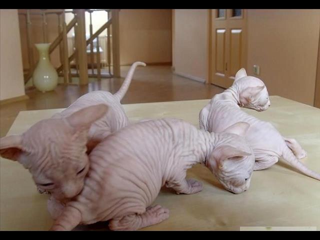 Cute Bold and Wrinkly TICA & CFA Sphynx Kittens Available r Image eClassifieds4u