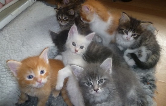 Excellent Maine Coon and Scottish fold Kittens Available Image eClassifieds4u